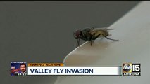 Fly invasion: Valley pest services seeing increase in fly calls