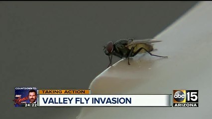 Fly invasion: Valley pest services seeing increase in fly calls