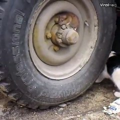 Cats and mice - Funny cat compilation