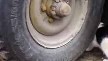 Cats and mice - Funny cat compilation