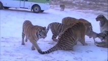 عالم الحيوان   مقاطع صادمة ومشوقة تكشف كيف يتم اطعام الاسود والنمور فى حدائق الحيوان امام الناس  18