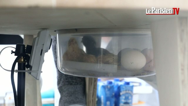 Après 3 semaines de couvaison, Abraham Poincheval voit éclore ses œufs