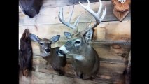 Woods Edge Taxidermy and Archery - (715) 310-4920
