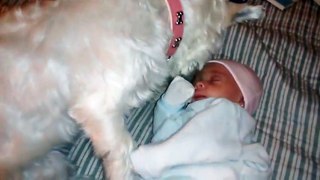Funny Clip Cautious dog meets baby for the first time