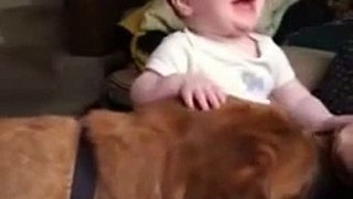 Funny Clip - Dog makes baby laugh hysterically