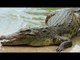 Crocodile enters house in Madhya Pradesh | Oneindia News