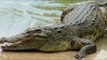 Crocodile enters house in Madhya Pradesh | Oneindia News