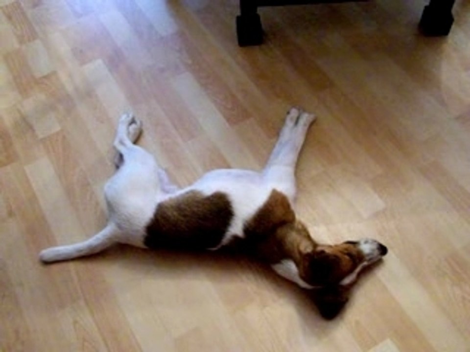 Fait le mort !