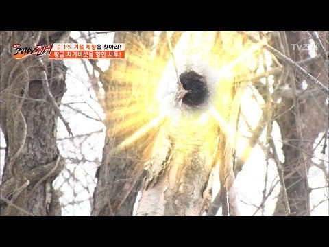 나무에서 찾은 황금!! 다들 덩실덩실 [뉴 코리아 헌터] 39회 20170227