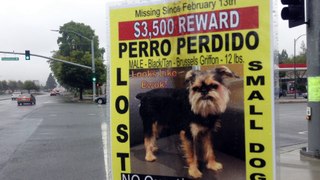 Famous Lost Dog in San Jose, California