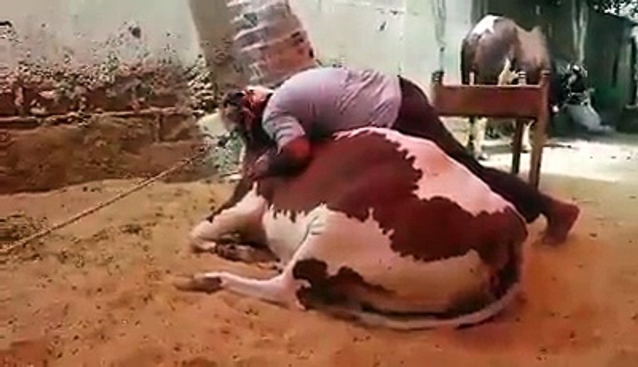 Qurbani Cow love ♥