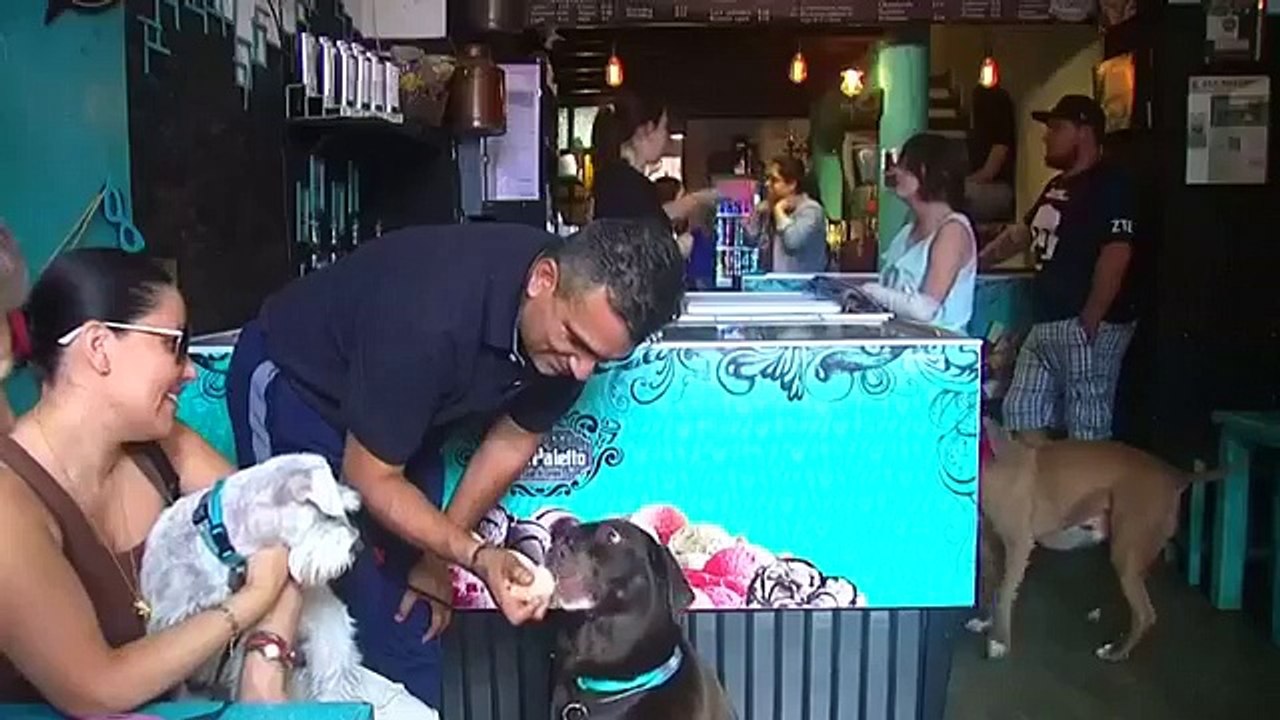 Nasce la prima gelateria per cani