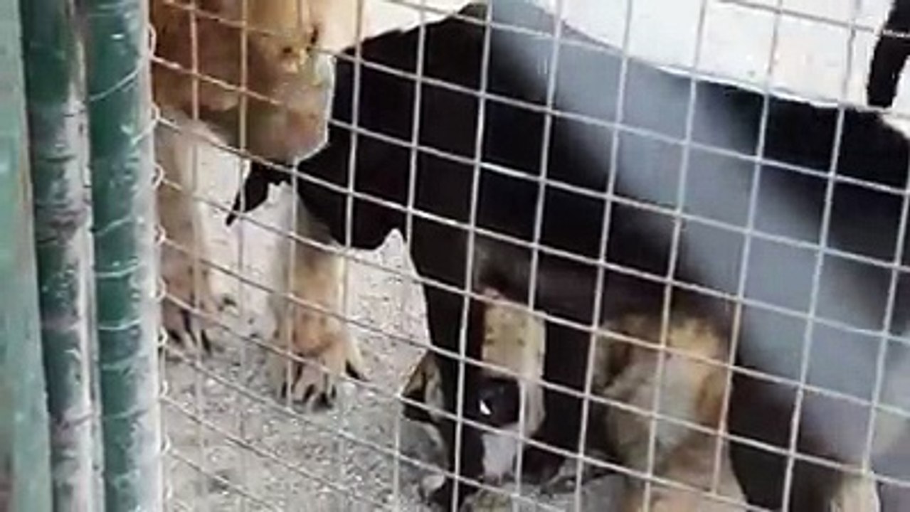 Loin Scare To Dog