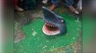 Shark spotted in Delhi's pothole, shocks commuters - See pic