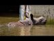 Assam Flood : Kaziranga National Park loses 218 animals | Oneindia News