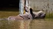 Assam Flood : Kaziranga National Park loses 218 animals | Oneindia News