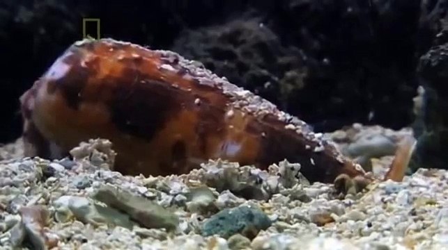 World's Deadliest Animals, Australia - Nat Geo Documentary BestDramaTv.Net