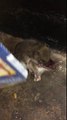 Des rats dévorent sauvagement un autre rat dans le metro