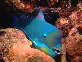 Australia Facts, The Great Barrier Reef - National Geographic Documentary http://BestDramaTv.Net