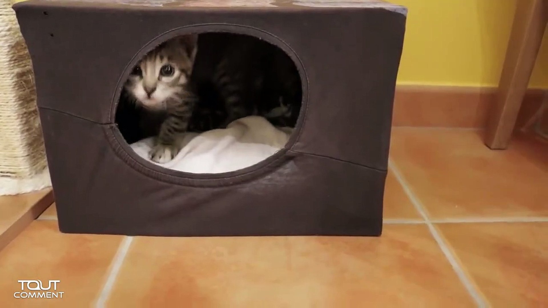 Fabriquer Une Maison Pour Chat En Carton Syrsqjzfueg Video Dailymotion