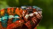 Nature Documentary 2017 Amazing Animals Hidden Deep in the Jungle shaman jungle amazing live