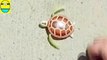 Toys review toys unb turtle. Turtle robot rofofish unboxing toys