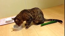 照井浩也の激カワ猫ちゃん大特集 (4)