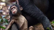 Disneynature - SCHIMPANSEN - Filmclip - Oskars grosse Familie-I9CRttP3zS8