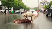 After a stray dog was run over in Quzhou Zhejiang Province another stray dog mourn