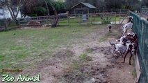 Happy goats in farm aneo for kids - Animais TV