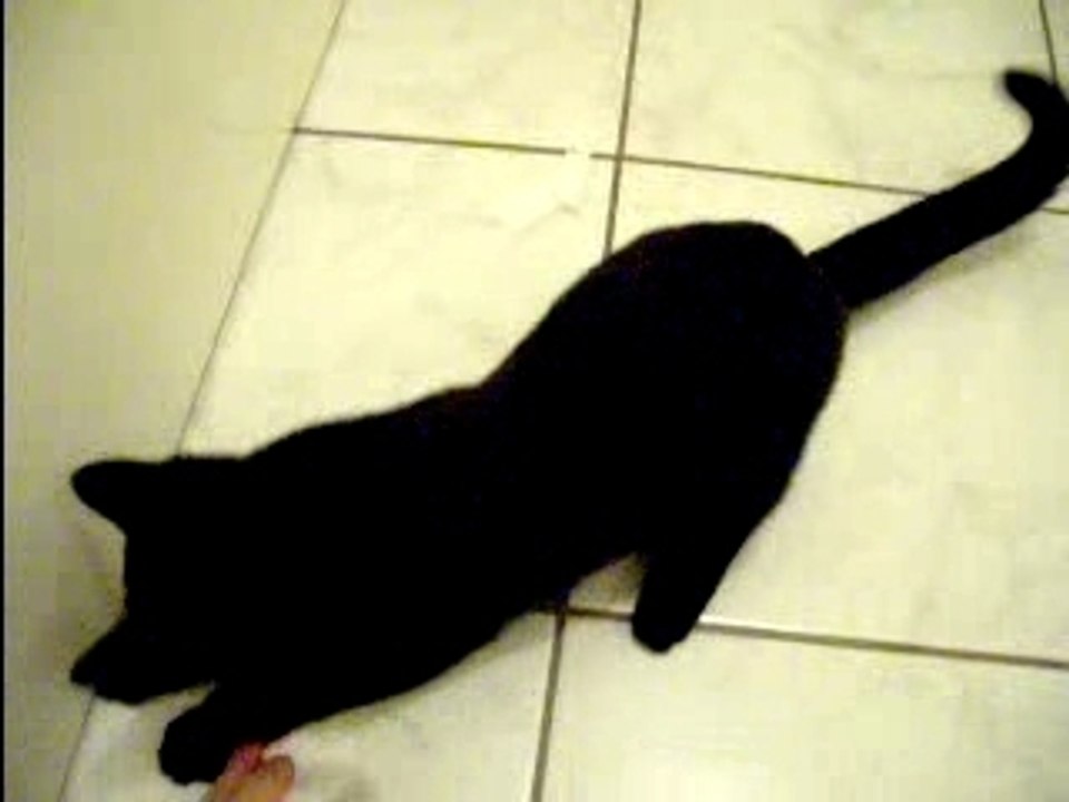 Le jeu preferé de blacky