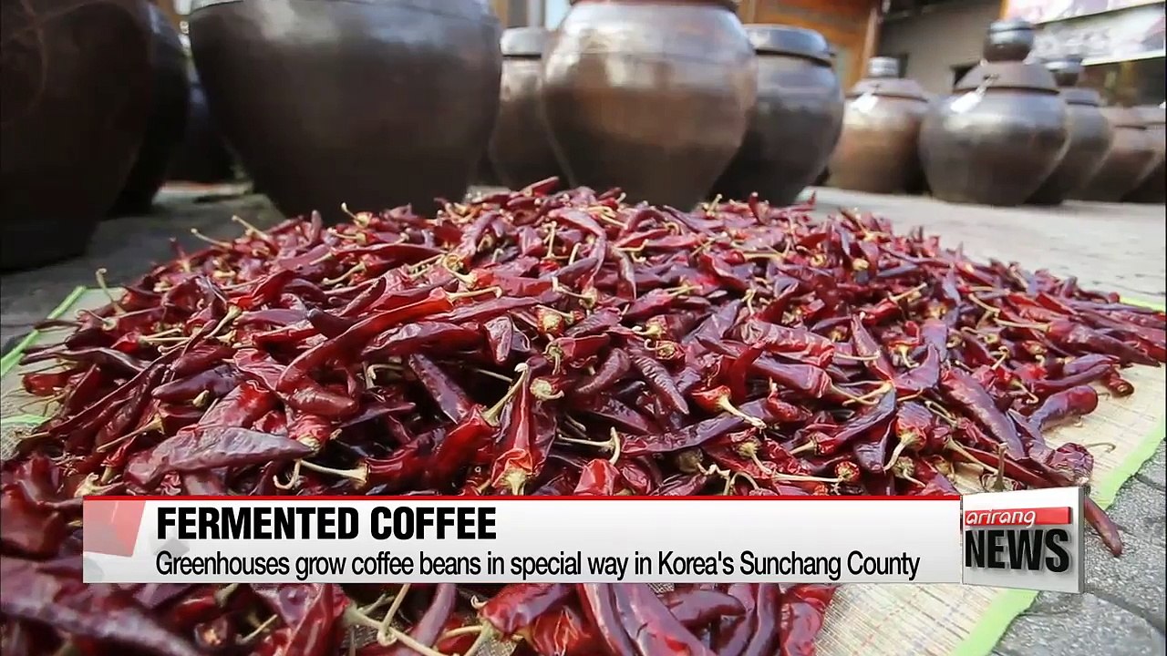 Fermented Sunchang beans about to create new coffee wave