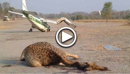 Airplane Crashes Due To Hitting A Giraffe