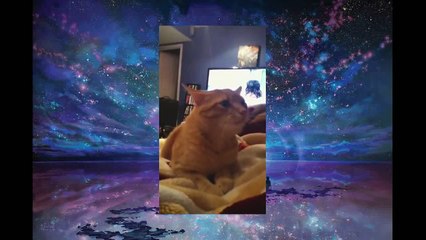 Funny Cats Video - Funny Cat Videos Ever- Funny Videos 2014 - Funny Animals Funny Animal Videos(1)