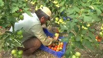 Domates Üreticinin Yüzünü Güldürdü