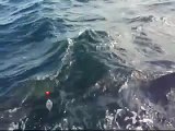 釣具のイヴ　別府湾の船釣り