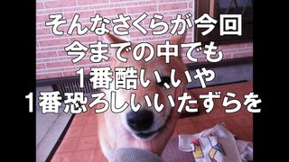 柴犬さくらの動画 『うちの犬、恐ろしいイタズラをやってくれたわ・・・』