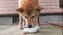 柴犬さくらの動画 『家に来て1年！ケーキを食す。』