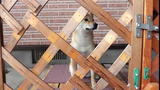 柴犬さくらの動画 『メロン頂いたよ！さくら、初めて食す！』