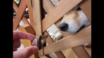 柴犬さくらの動画 『犬とカタツムリ、奇跡の共演！反応やいかに！？』