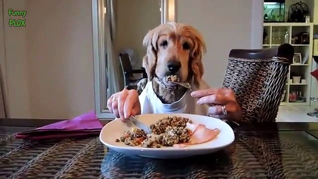 Dogs Eating With Human Hands Compila