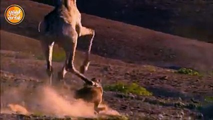 Zürafayı avlamak isteyen aslanın dramı