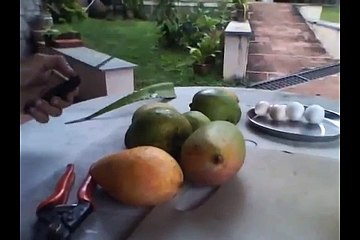 how to know carbide used to ripen mangoes