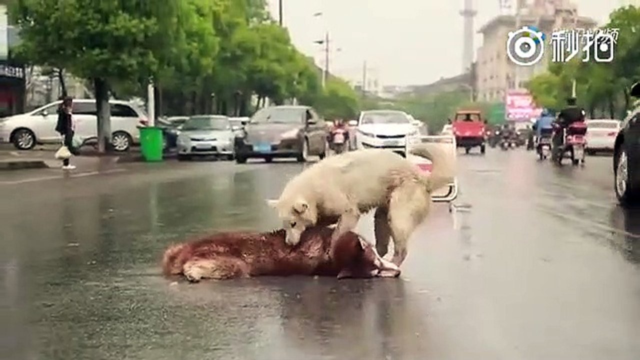 Tellement triste, ce chien essaie désespérément de réveiller son ami qui vient d'etre percuté