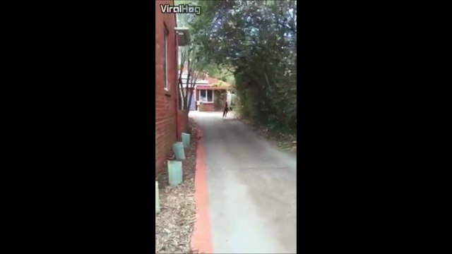 Ce kangourou est à la bourre... Ahaha