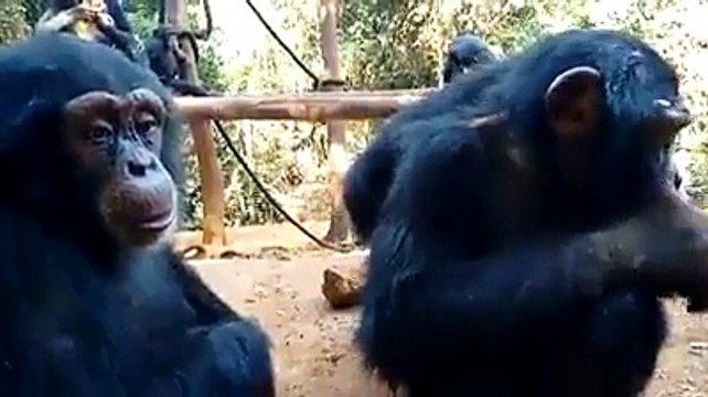 Incroyable; ce chimpanzé a des yeux d'humain... Magnifique