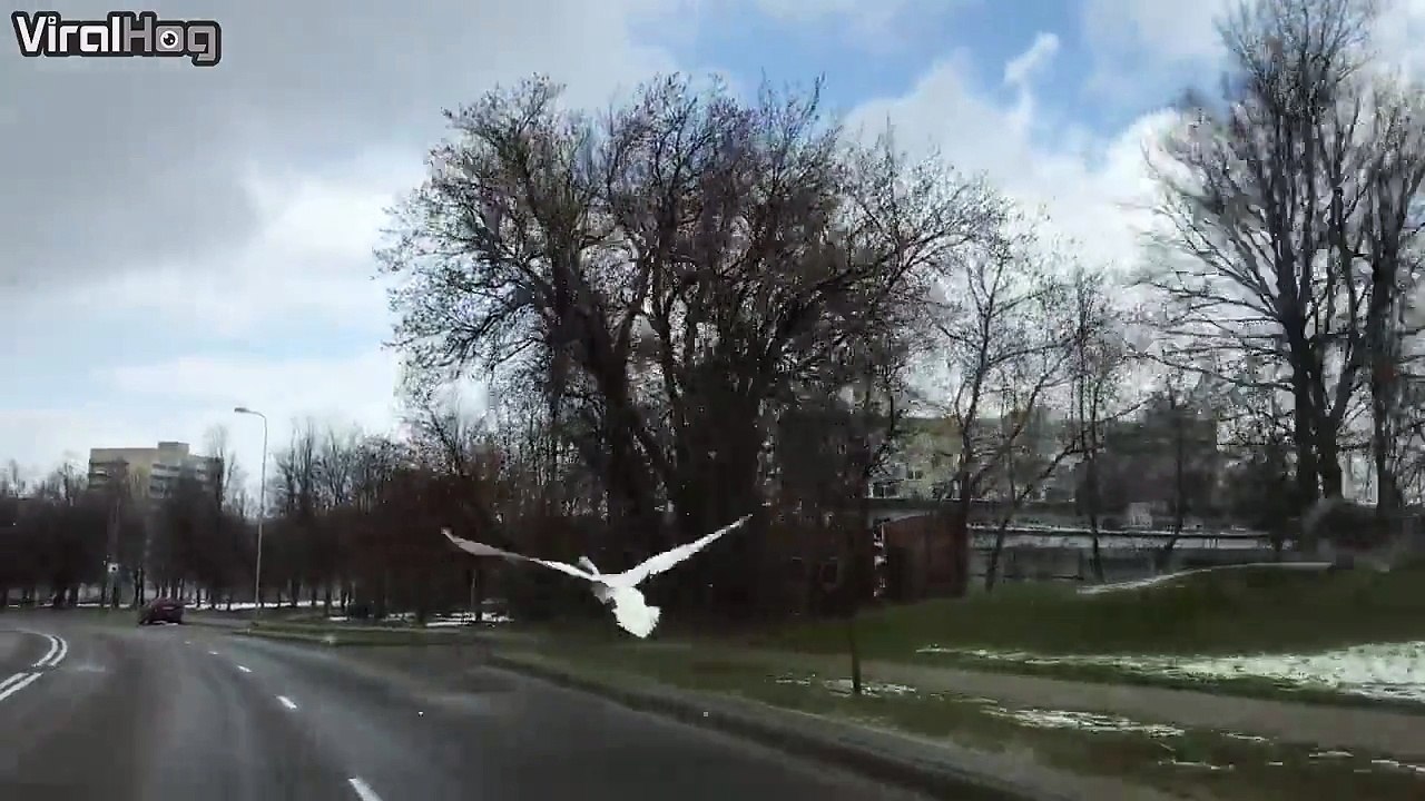 Il croise un cygne qui vole sur l'autroute