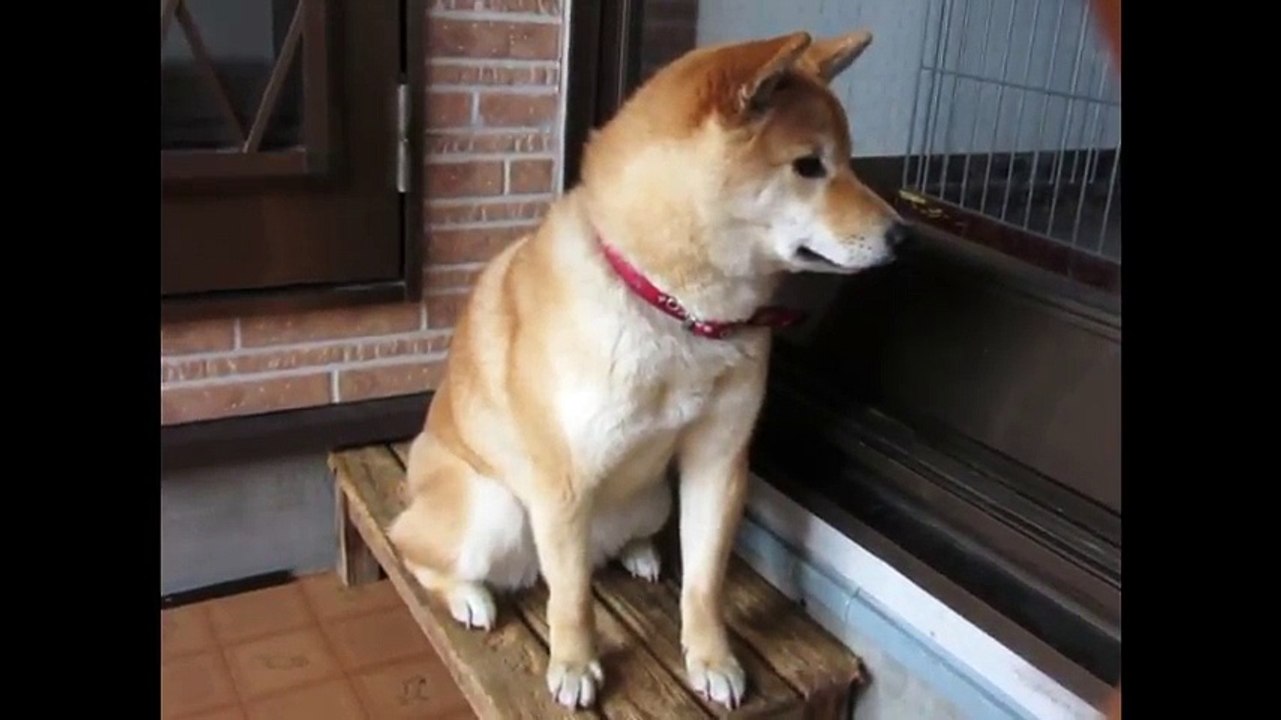 柴犬さくらの動画 『ただただ、さくら。』