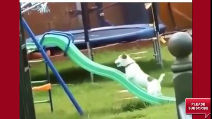 New Funniest Video 2017  Best Funny Videos Ever - Top 10 Crazy Funny Videos  Try Not to Lauh