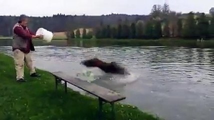 L'énorme réaction de ces poissons lorsqu'ils sont nourri